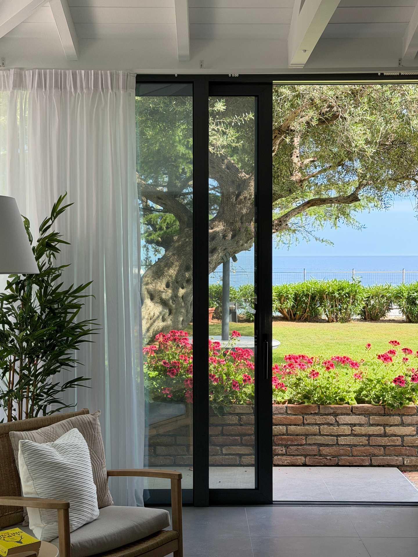 Sunlit terrace with an ancient olive tree and geraniums by the sea